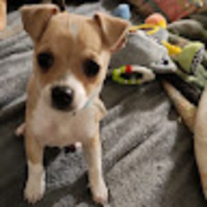 Meet your Posher, Frances